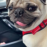 Morty a rejoint le concours — aidez-le/la à gagner de superbes lots ! dog, pug, pet, close_up, animal, tongue_out, red_harness, car_interior, seat, window, mirror, wrinkles, cute, companion, domestic_animal, short_fur, small_dog, face, sitting, indoor