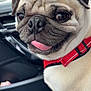 dog, pug, pet, close_up, animal, tongue_out, red_harness, car_interior, seat, window, mirror, wrinkles, cute, companion, domestic_animal, short_fur, small_dog, face, sitting, indoor