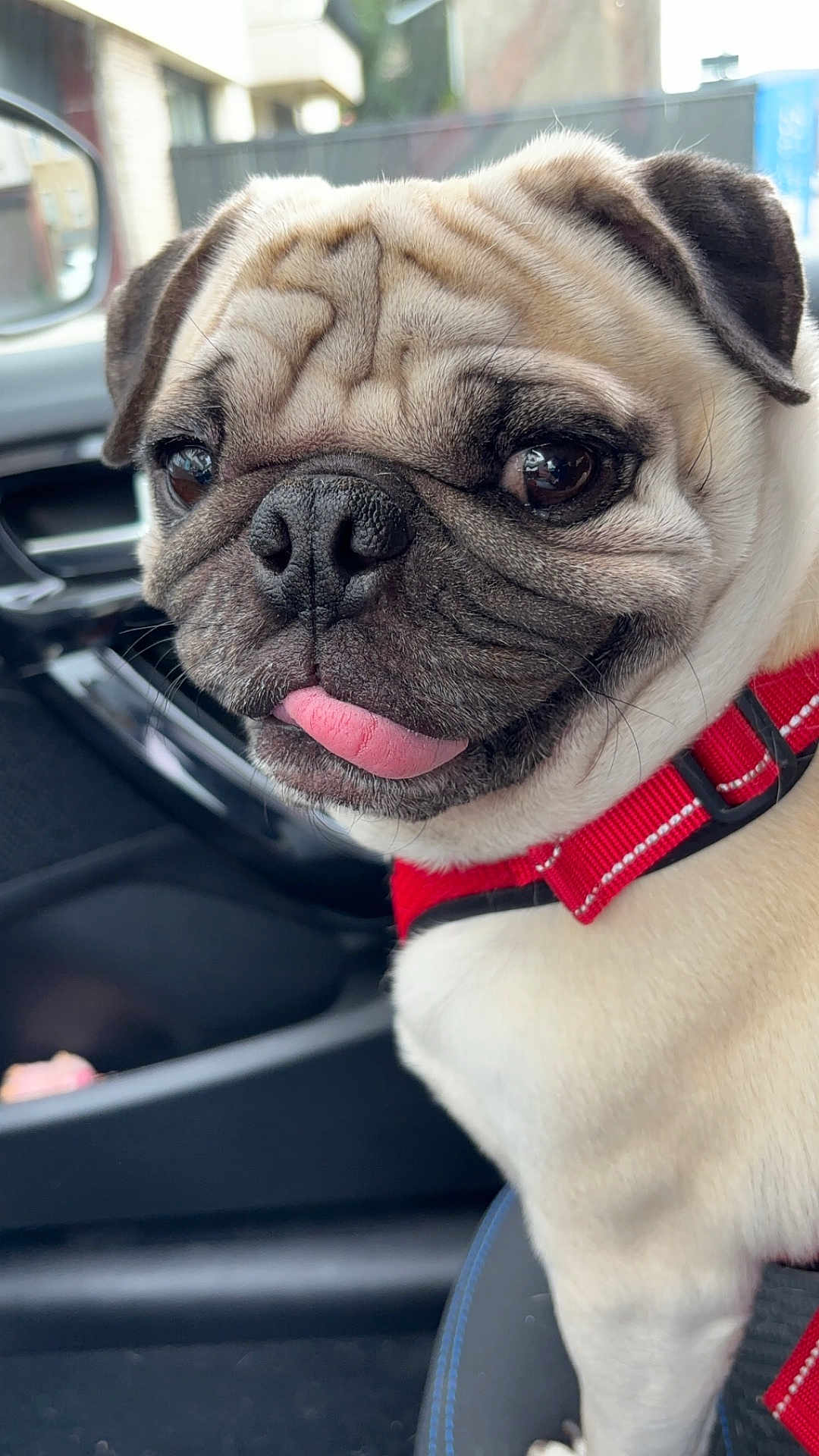 Morty a rejoint le concours — aidez-le/la à gagner de superbes lots ! dog, pug, pet, close_up, animal, tongue_out, red_harness, car_interior, seat, window, mirror, wrinkles, cute, companion, domestic_animal, short_fur, small_dog, face, sitting, indoor