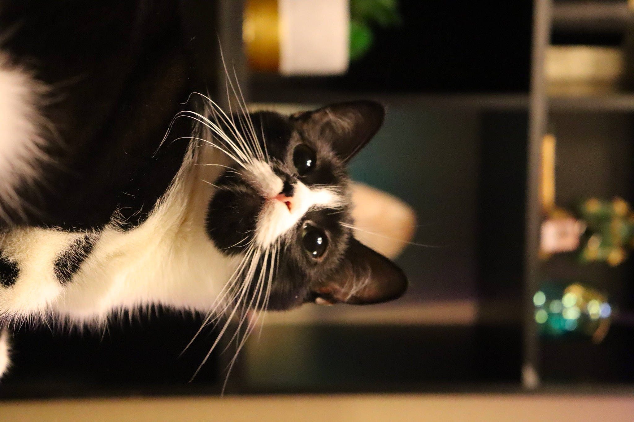 Hendrix joined the competition — help win amazing prizes! carnivore, cat, claw, darkness, domestic_short_haired_cat, felidae, foot, fur, monochrome, monochrome_photography, paw, small_to_medium_sized_cats, snout, tail, whiskers, window