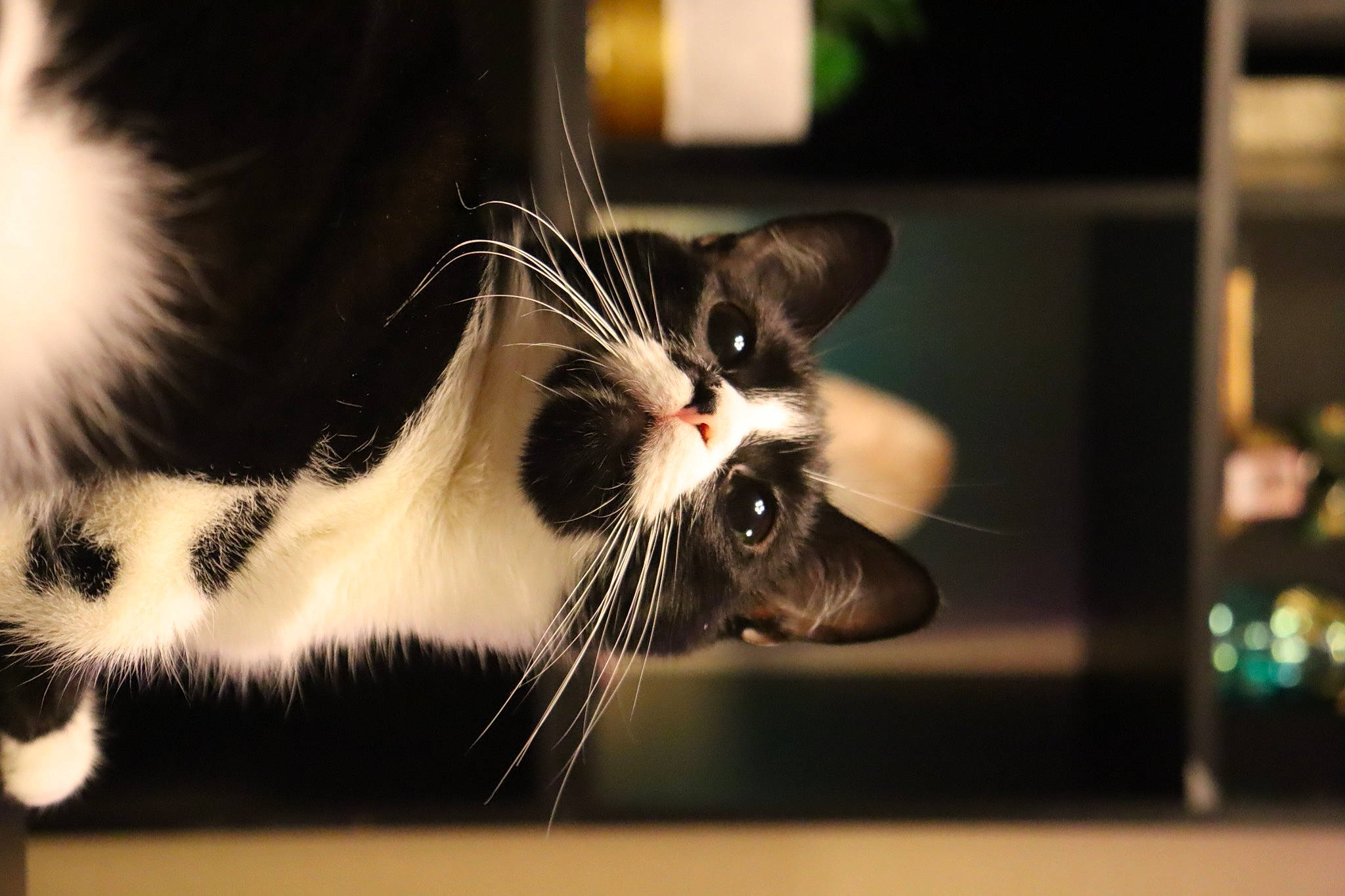 Hendrix is registered to the contest to win money with this photo: black_cat, carnivore, cat, claw, darkness, domestic_short_haired_cat, felidae, foot, fur, monochrome, monochrome_photography, paw, small_to_medium_sized_cats, snout, still_life_photography, stock_photography, tail, water, whiskers, window