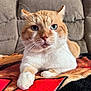 animal, blanket, blue_eyes, cat, closeup, couch, cute, domestic_cat, feline, fur, indoor, looking, mammal, orange_cat, paws, pet, portrait, resting, whiskers, white_cat