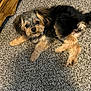 puppy, dog, carpet, floor, wooden_furniture, pet, fur, cute, lying_down, indoor, small_dog, brown, black, beige, animal, young, looking_up, fluffy, companion, curious
