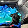 Astro is registered to the contest to win money with this photo: puppy, dog, black_dog, car_seat, blanket, blue_blanket, shark_pattern, pet, cute, animal, leather_seat, seatbelt_buckle, indoor, young_dog, small_dog, looking_up, fur, adorable, car_interior, resting