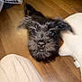 Astro is registered to the contest to win money with this photo: dog, puppy, black_fur, indoor, wooden_floor, pet_bed, curious, looking_up, fluffy, animal, canine, home, flooring, young_dog, domestic_animal, companion, cute, small_dog, pet, legs