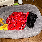 Astro joined the competition — help win amazing prizes! puppy, dog, sleeping, bed, blanket, red_bandana, toy, rope_toy, wooden_floor, indoor, cozy, black_dog, pet, cute, small, animal, resting, soft, sleep, domestic