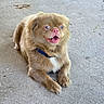 Lukas is registered to the contest to win money with this photo: dog, canine, pet, animal, fluffy, brown, collar, happy, smiling, outdoor, concrete, lying_down, mammal, friendly, cute, tongue_out, fur, small_dog, domestic_animal, companion
