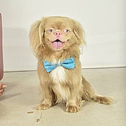 Lukas is registered to the contest to win money with this photo: dog, bow_tie, fluffy, sitting, indoor, tongue_out, happy, pet, cute, small_dog, light_brown_fur, white_chest, floor, studio, portrait, animal, companion, domestic_animal, smiling, friendly