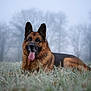 Paco participe au concours pour gagner de l'argent avec cette photo : german_shepherd, dog, animal, pet, outdoor, grass, frost, nature, fog, mist, canine, lying_down, ears_up, tongue_out, portrait, muzzle, field, winter, cold, tree