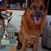 Paco participe au concours pour gagner de l'argent avec cette photo : german_shepherd, dog, trophy, glass_table, living_room, floor_tiles, sofa, cabinet, reflection, indoor, pet, animal, canine, brown_fur, happy, panting, ears_up, collar, wooden_furniture, home