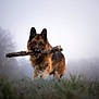 Paco a rejoint le concours — aidez-le/la à gagner de superbes lots ! dog, german_shepherd, stick, grass, outdoor, fog, nature, pet, animal, canine, field, walking, playful, brown, black, ears, fur, muzzle, daytime, tree