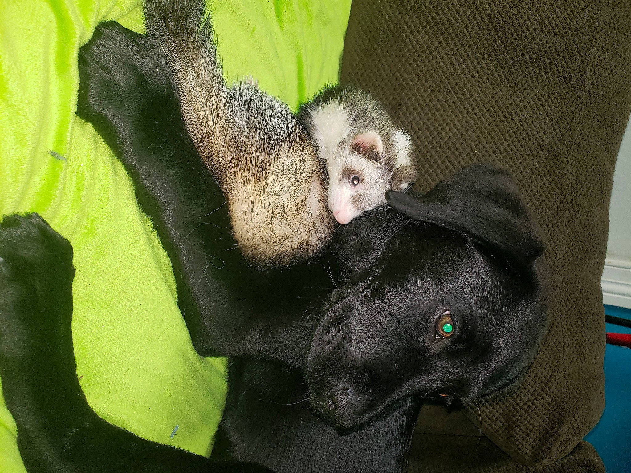 Chloe joined the competition — help win amazing prizes! claw, comfort, fur, gesture, guard_dog, paw, primate, sitting, snout, tail, terrestrial_animal, wildlife, working_animal