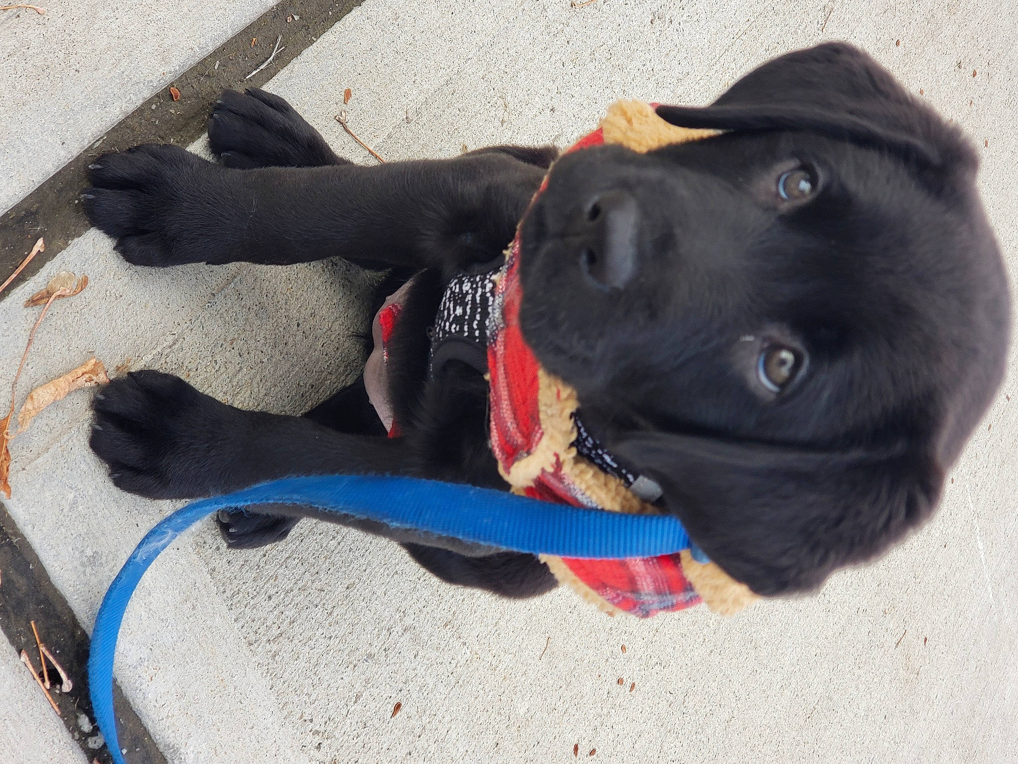 Chloe joined the competition — help win amazing prizes! borador, canidae, carmine, carnivore, collar, companion_dog, dog, dog_breed, dog_collar, dog_supply, electric_blue, fur, grey, guard_dog, gun_dog, leash, personal_protective_equipment, snout, sporting_group, working_animal