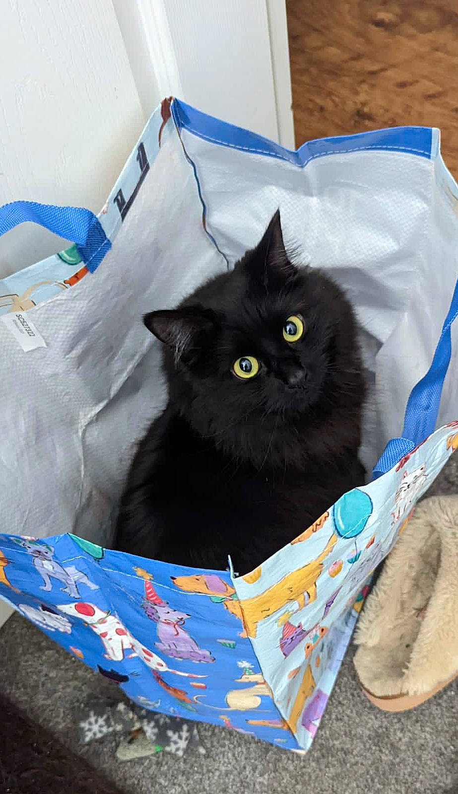 Binks is registered to the contest to win money with this photo: art, bag, bedding, black_cat, bombay, box, carnivore, cat, cat_supply, comfort, domestic_short_haired_cat, felidae, fur, grey, linens, packaging_and_labeling, pattern, small_to_medium_sized_cats, tail, whiskers