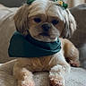 dog, small_dog, shih_tzu, pet, portrait, indoors, couch, sitting, lying_down, green_bandana, hair_bow, long_hair, fluffy, brown_and_white, serious_expression, living_room, soft_furniture, close_up, companion_animal, cute