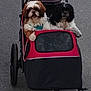 Otis a rejoint le concours — aidez-le/la à gagner de superbes lots ! dog, pet_stroller, pavement, person, outdoor, canine, fur, leash, walking, animal, black_and_white, brown_and_white, happy, pet, companion, recreation, wheel, handle, resting, road