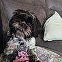 Otis a rejoint le concours — aidez-le/la à gagner de superbes lots ! dog, toy, couch, pillow, plush_toy, black_and_white, fur, pet, indoor, furniture, cozy, relaxing, cute, animal, home, canine, soft, living_room, companion, comfort