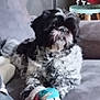 dog, couch, plush_toy, indoor, pet, fur, animal, living_room, gray, black, white, cute, furniture, resting, domestic_animal, toy, fluffy, companion, cozy, relaxed