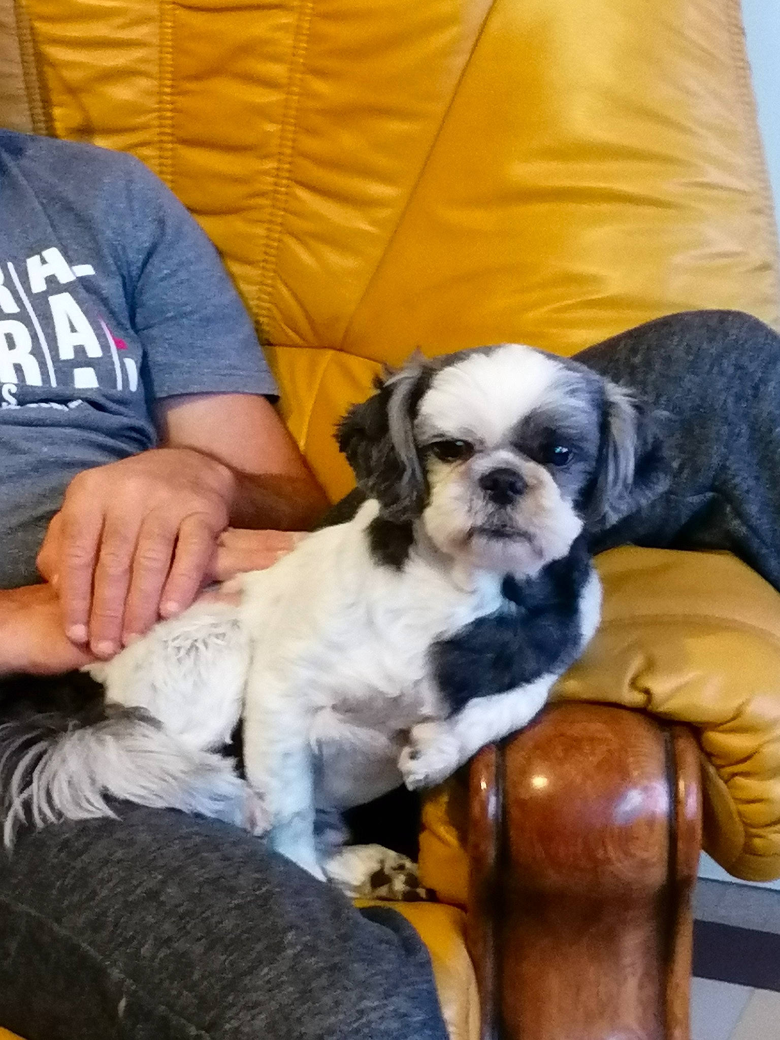 Guizmo participe au concours pour gagner de l'argent avec cette photo : bored, canidae, carnivore, chair, club_chair, comfort, companion_dog, couch, dog, dog_breed, dog_supply, fawn, fur, furniture, liver, mammal, sitting, snout, toy_dog, working_animal