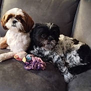 Tiska participe au concours pour gagner de l'argent avec cette photo : animal, black, brown, companion, couch, cute, dog, domestic, friendship, fur, furry, indoor, laying, pets, relaxed, resting, small_dog, toy, two_dogs, white