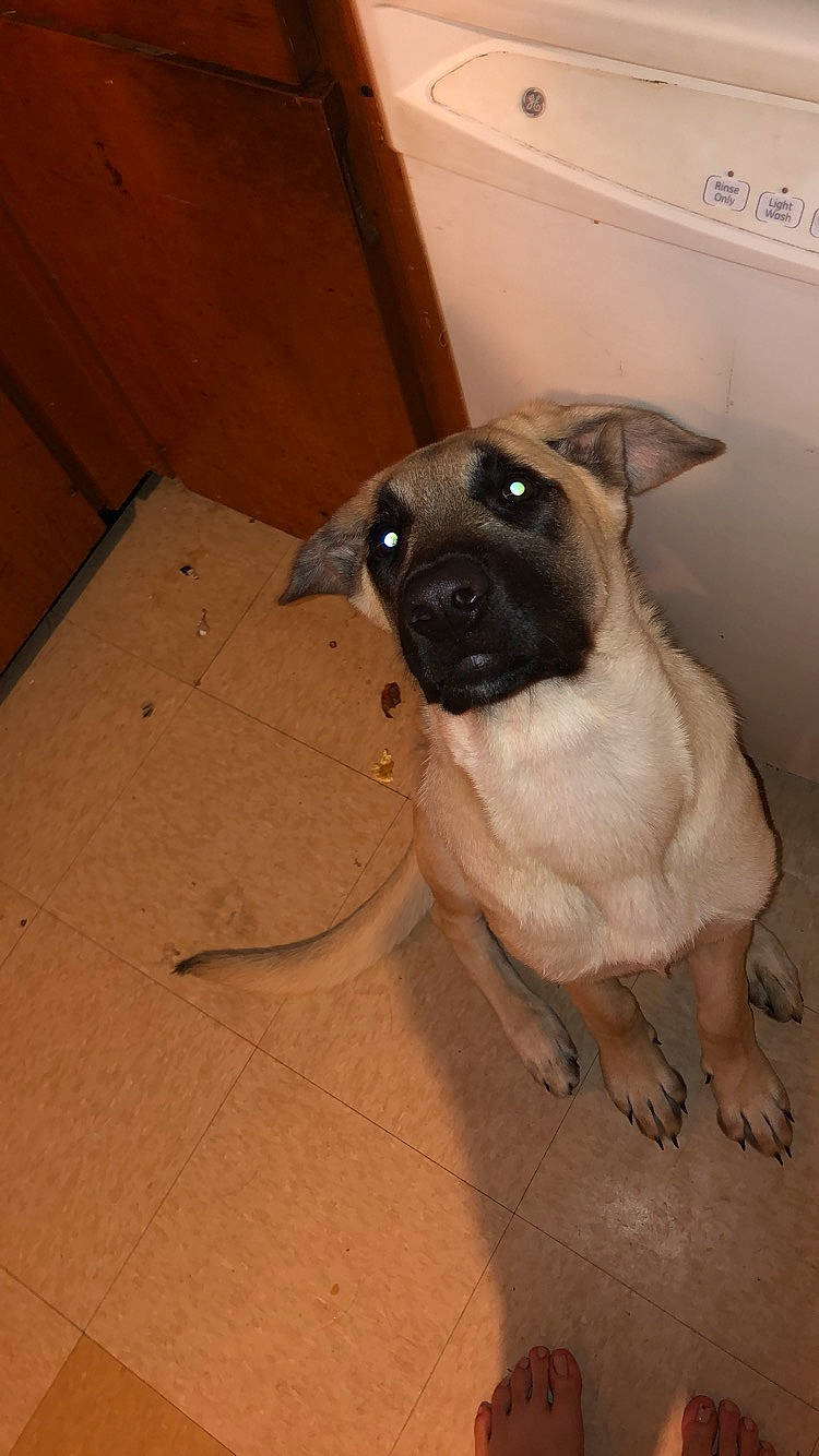 Frankie is registered to the contest to win money with this photo: canidae, carnivore, companion_dog, dog, dog_breed, fawn, floor, flooring, hardwood, non_sporting_group, pug, sporting_group, tail, terrestrial_animal, toy_dog, varnish, whiskers, wood, working_animal, wrinkle