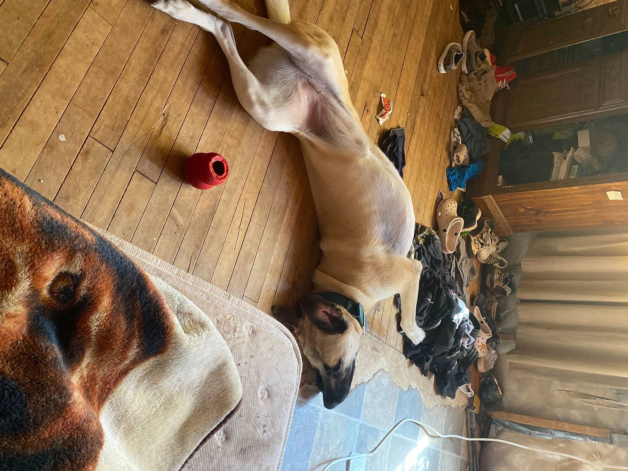 Frankie joined the competition — help win amazing prizes! art, canidae, ceiling, denim, dog, eyewear, fawn, flooring, fur, hardwood, helmet, pattern, plaid, room, snout, sporting_group, visual_arts, whiskers, wood