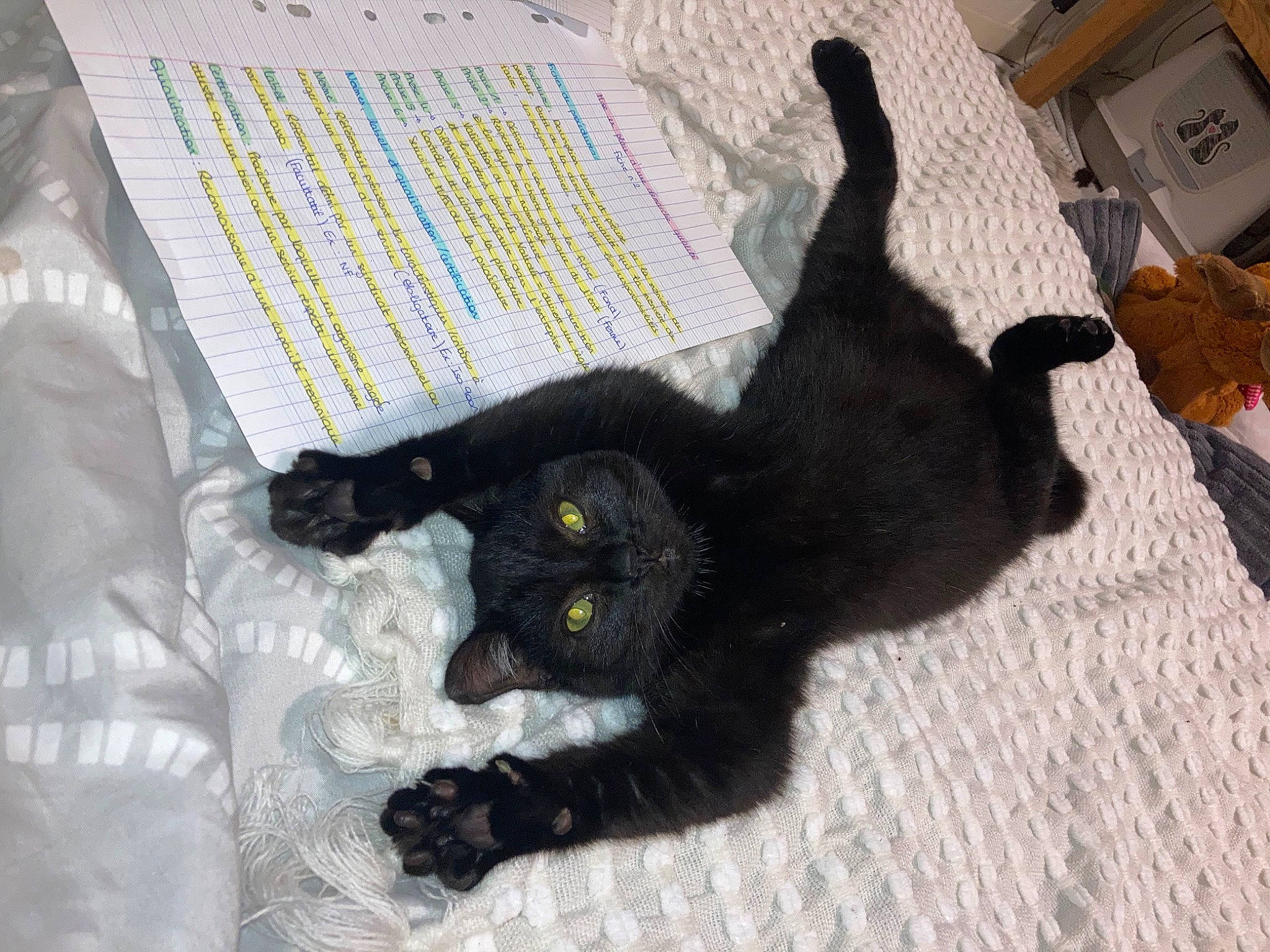 Hope a rejoint le concours — aidez-le/la à gagner de superbes lots ! black_cat, bombay, carnivore, cat, claw, comfort, dog_breed, domestic_short_haired_cat, felidae, flooring, fur, linens, pattern, paw, small_to_medium_sized_cats, tail, terrestrial_animal, whiskers