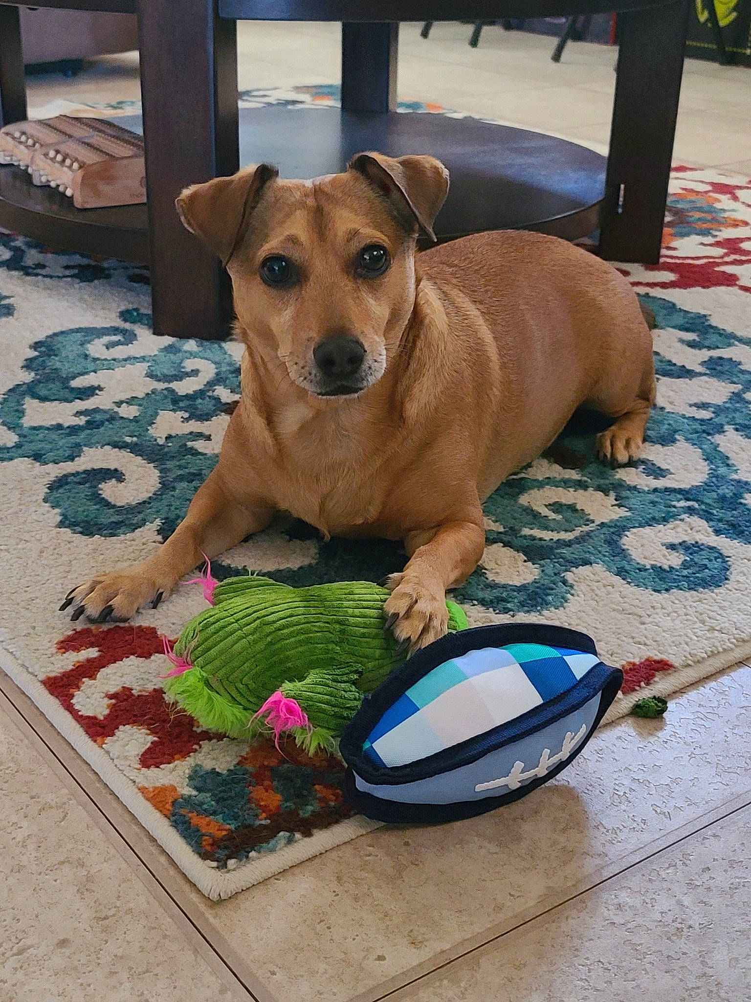 Rome is registered to the contest to win money with this photo: canidae, carnivore, companion_dog, dog, dog_breed, fawn, mammal, potcake_dog, rare_breed_dog, snout, street_dog