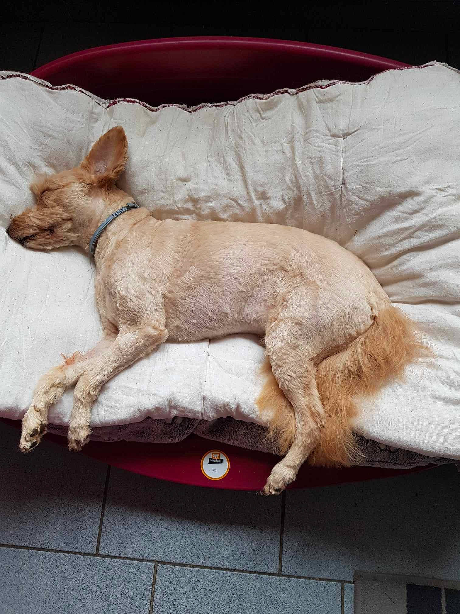 Bébé participe au concours pour gagner de l'argent avec cette photo : canidae, carnivore, comfort, companion_dog, dog, dog_breed, fawn, fur, linens, nap, non_sporting_group, paw, small_terrier, sporting_group, tail, terrestrial_animal, toy_dog, whiskers, wood, working_animal