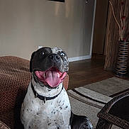 Onyx joined the competition — help win amazing prizes! dog, black_and_white, spotted, tongue_out, happy, sitting, couch, living_room, carpet, wood_floor, vase, decor, collar, pet, indoor, furniture, smiling, canine, home, portrait