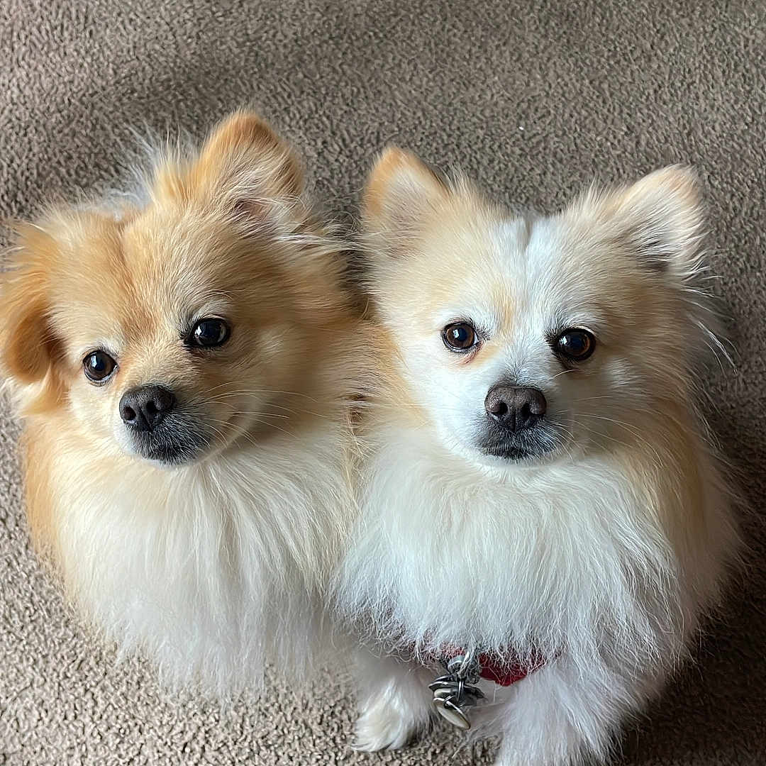 Chewy And Elfie joined the competition — help win amazing prizes! adorable, alert, animal, brown, carpet, companion, cute, dog, domestic, fluffy, friendship, fur, indoor, looking_up, pet, pomeranian, sitting, small_dog, two_dogs, white