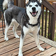 Tsunade is registered to the contest to win money with this photo: dog, siberian_husky, pet, canine, smiling, outdoor, deck, wooden_floor, collar, fence, tail, ears, fur, happy, animal, domestic_animal, playful, blue_eyes, standing, nature