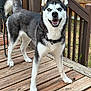 dog, siberian_husky, pet, canine, smiling, outdoor, deck, wooden_floor, collar, fence, tail, ears, fur, happy, animal, domestic_animal, playful, blue_eyes, standing, nature