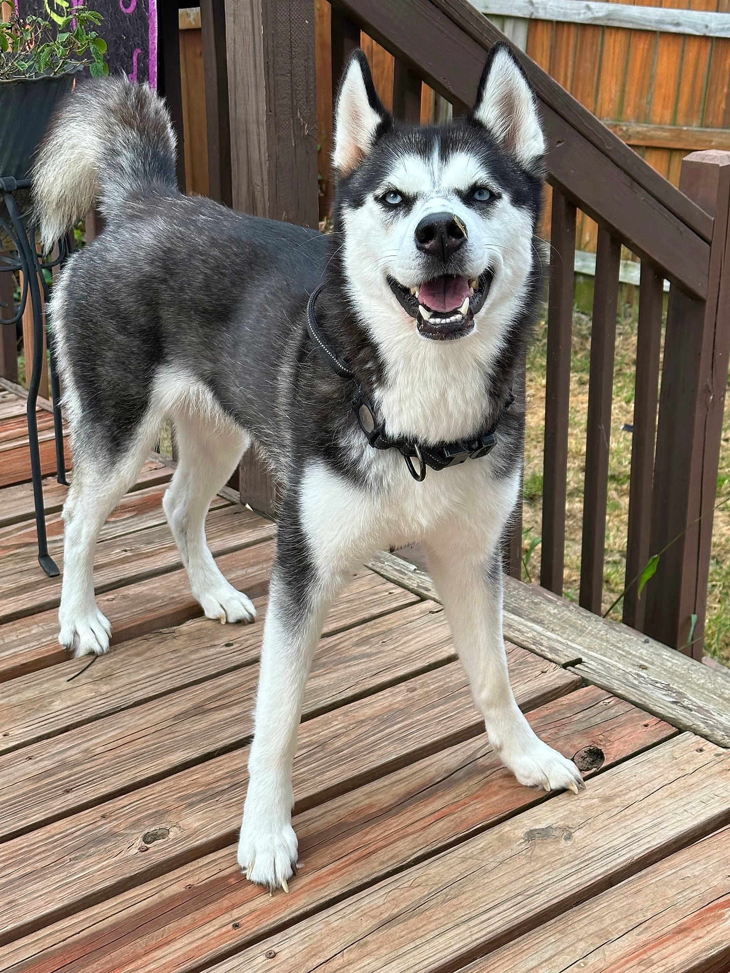 Tsunade is registered to the contest to win money with this photo: dog, siberian_husky, pet, canine, smiling, outdoor, deck, wooden_floor, collar, fence, tail, ears, fur, happy, animal, domestic_animal, playful, blue_eyes, standing, nature