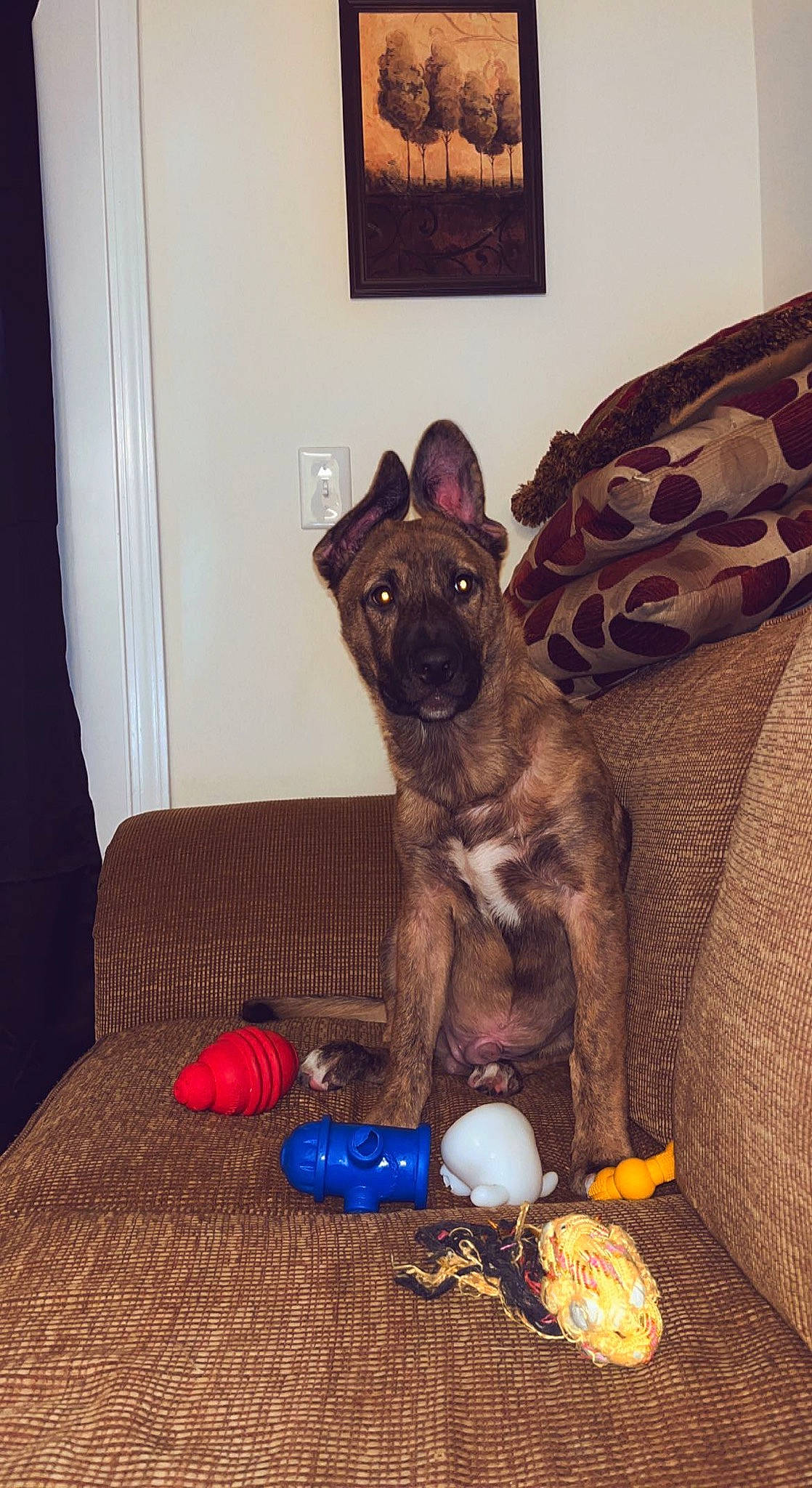 Blue joined the competition — help win amazing prizes! carnivore, comfort, companion_dog, couch, dog, dog_breed, dog_supply, fawn, felidae, liver, living_room, room, snout, tableware, tail, toy, toy_dog, whiskers, wood, working_animal