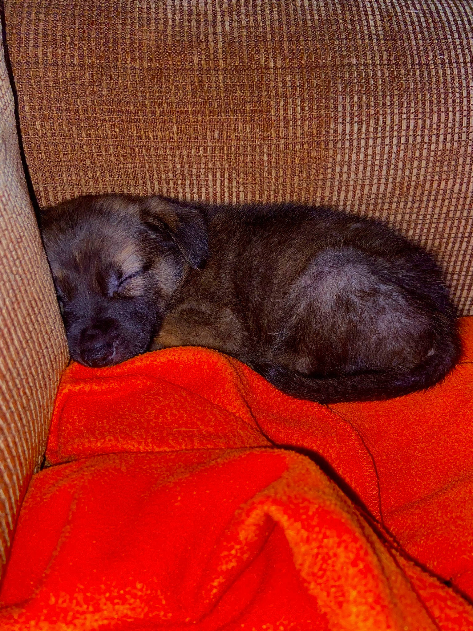 Blue is registered to the contest to win money with this photo: black_cat, brown, canidae, carnivore, comfort, companion_dog, dog_breed, fawn, felidae, fur, grey, linens, liver, orange, pet_supply, small_to_medium_sized_cats, sporting_group, tail, terrestrial_animal, whiskers