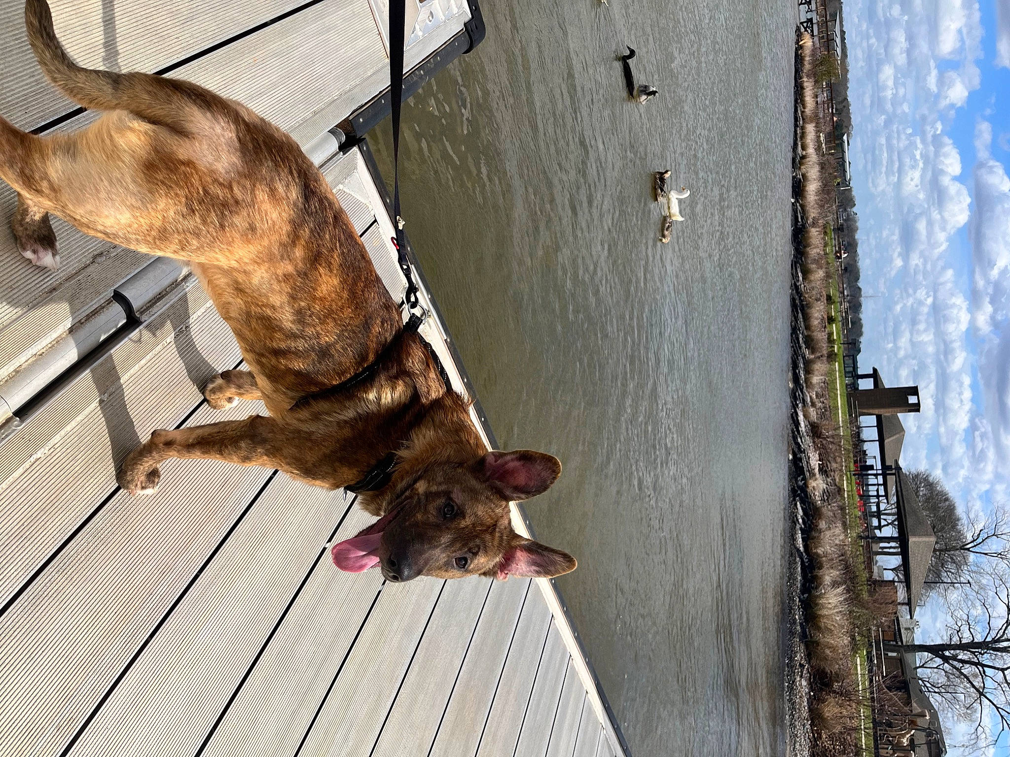 Blue is registered to the contest to win money with this photo: canidae, carnivore, cloud, collar, dog, dog_breed, fawn, lake, leash, liver, pet_supply, sky, snout, sporting_group, street_light, tail, tree, water, wood, working_animal