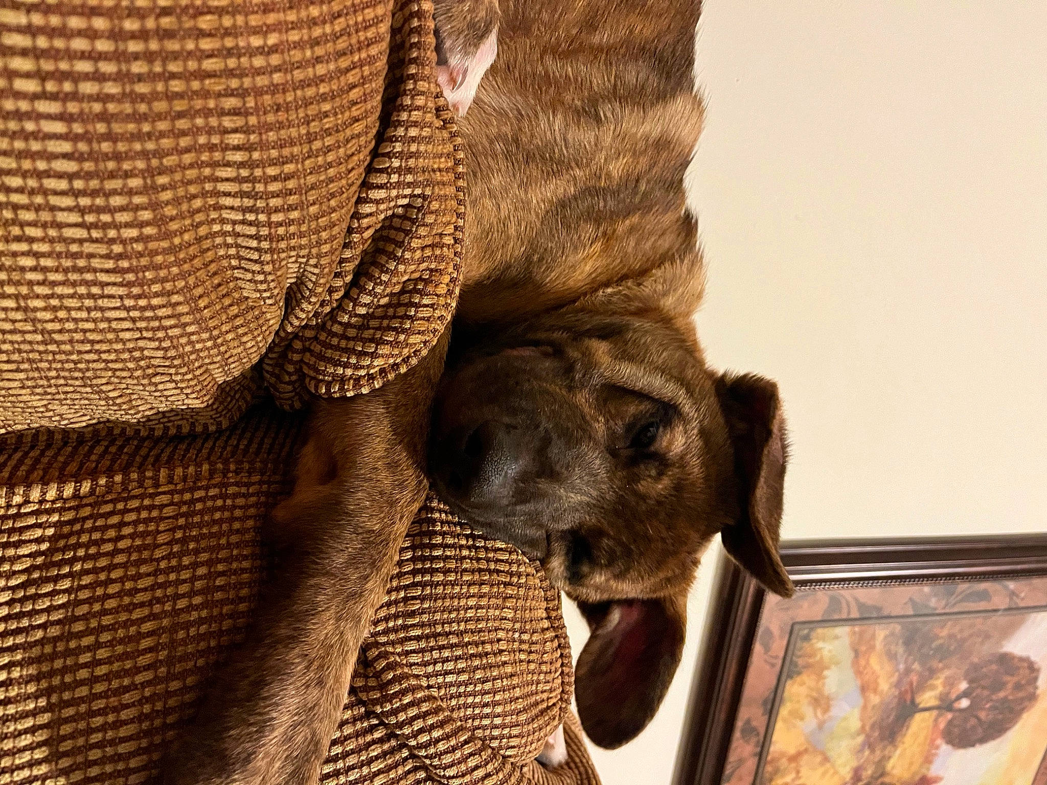 Blue is registered to the contest to win money with this photo: carnivore, comfort, companion_dog, dog, dog_breed, fawn, felidae, flooring, grey, linens, liver, picture_frame, sleeve, small_to_medium_sized_cats, snout, terrestrial_animal, whiskers, wood, working_animal, wrinkle