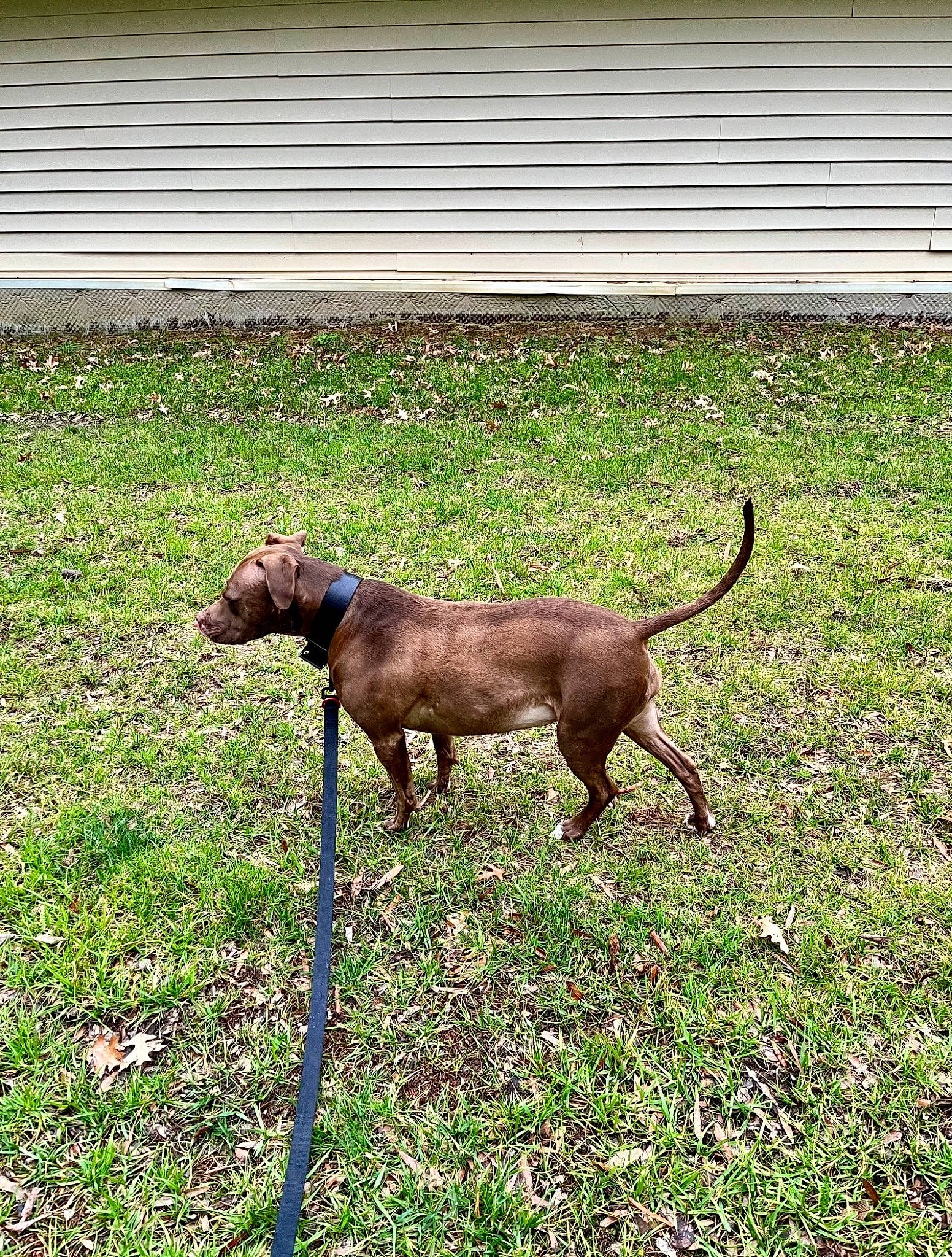 Red joined the competition — help win amazing prizes! canidae, carnivore, collar, companion_dog, dog, dog_breed, dog_collar, fawn, grass, hunting_dog, leash, liver, pet_supply, plant, snout, sporting_group, tail, terrestrial_animal, working_animal