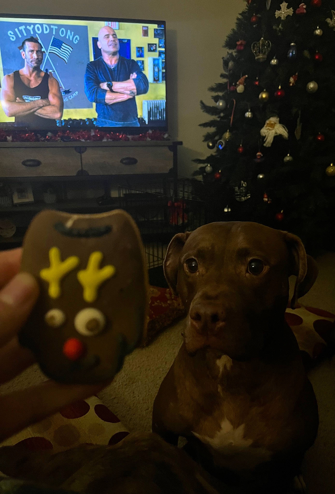 Red joined the competition — help win amazing prizes! carnivore, christmas_decoration, christmas_ornament, christmas_tree, companion_dog, dog, dog_breed, event, fawn, gadget, holiday, holiday_ornament, ornament, plant, television, television_set, toy, tree, whiskers, working_animal