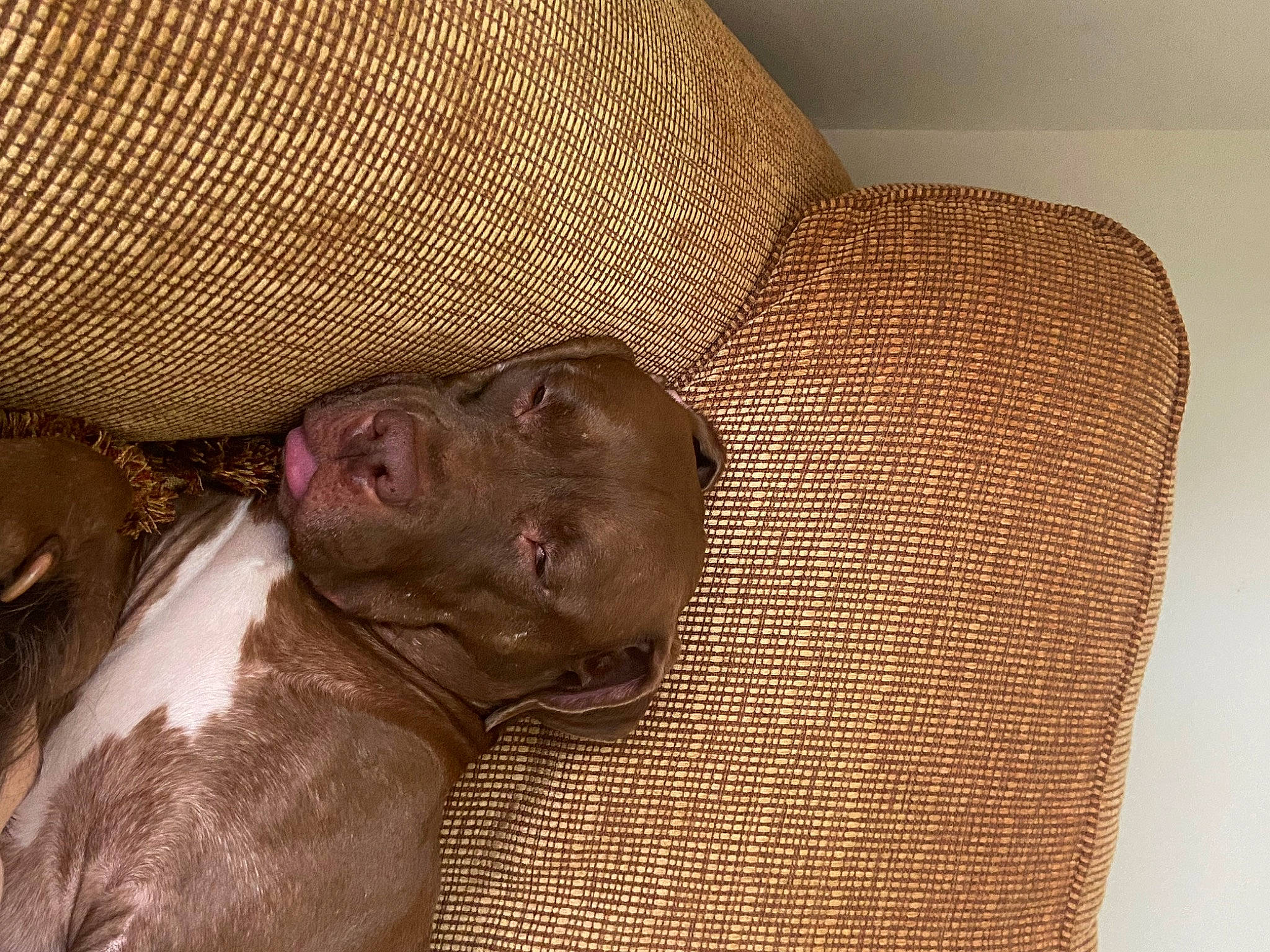 Red is registered to the contest to win money with this photo: canidae, carnivore, comfort, companion_dog, dog, dog_breed, ear, fawn, felidae, fur, liver, pet_supply, small_to_medium_sized_cats, snout, sporting_group, tail, terrestrial_animal, whiskers, working_animal, wrinkle