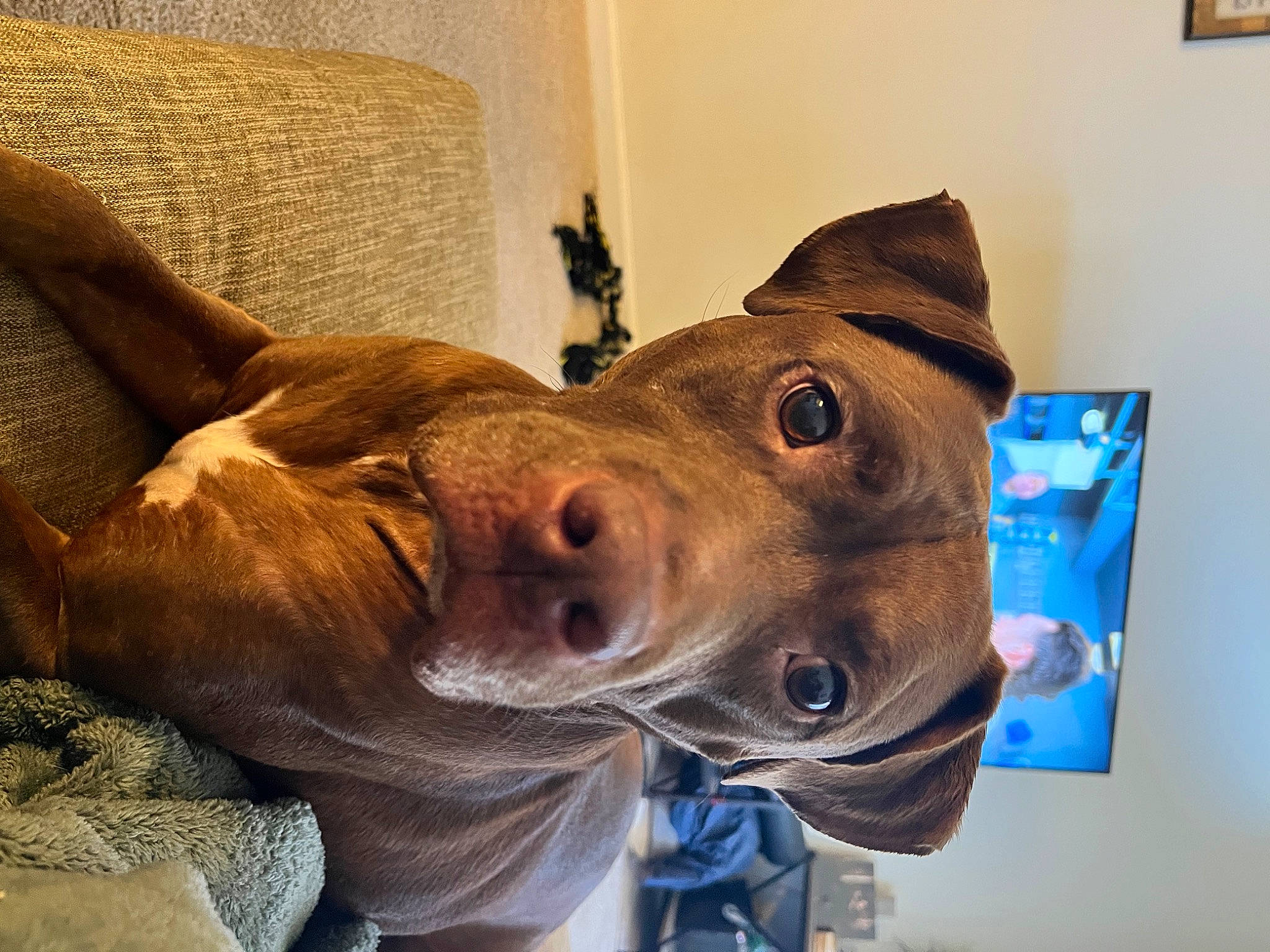 Red is registered to the contest to win money with this photo: art, canidae, carnivore, companion_dog, dog, dog_breed, ear, fawn, fur, jaw, liver, metal, personal_protective_equipment, picture_frame, snout, sporting_group, whiskers, wood, working_animal, wrinkle