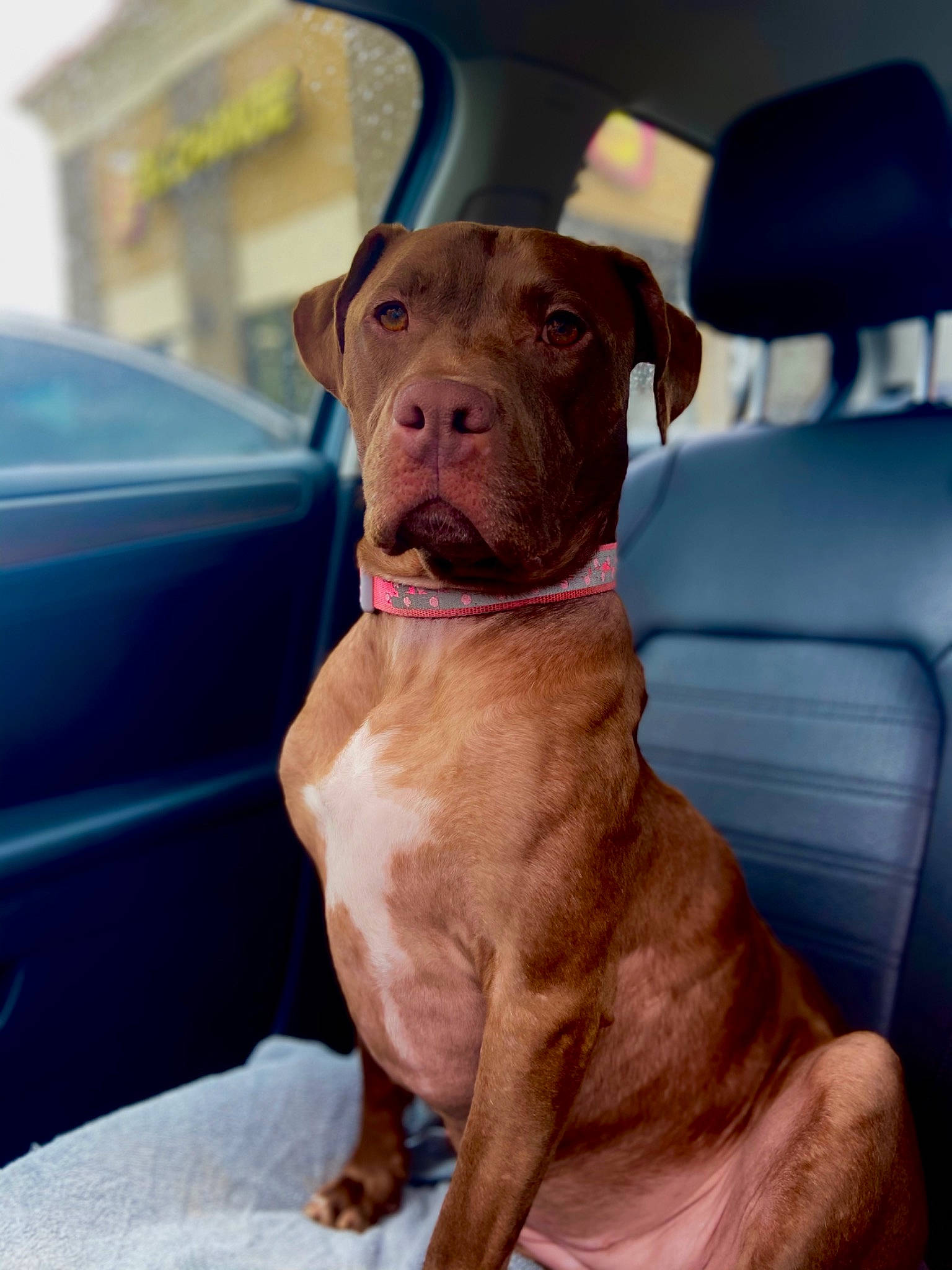 Red is registered to the contest to win money with this photo: car, carnivore, collar, companion_dog, dog, dog_breed, dog_collar, fawn, hood, liver, molosser, non_sporting_group, snout, sporting_group, vehicle, window, windshield, working_animal, working_dog, wrinkle