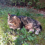 Chamallow participe au concours pour gagner de l'argent avec cette photo : cat, tabby, fluffy, grass, outdoor, nature, sunlight, relaxed, garden, weed, feline, animal, mammal, peaceful, resting, fur, pet, closeup, daylight, greenery