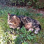 cat, tabby, fluffy, grass, outdoor, nature, sunlight, relaxed, garden, weed, feline, animal, mammal, peaceful, resting, fur, pet, closeup, daylight, greenery