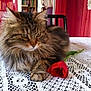 Chamallow participe au concours pour gagner de l'argent avec cette photo : cat, tabby_cat, flower, tulip, tablecloth, crochet, indoor, pet, feline, fur, paw, resting, closeup, eyes, whiskers, home, bookshelf, curtains, red, brown