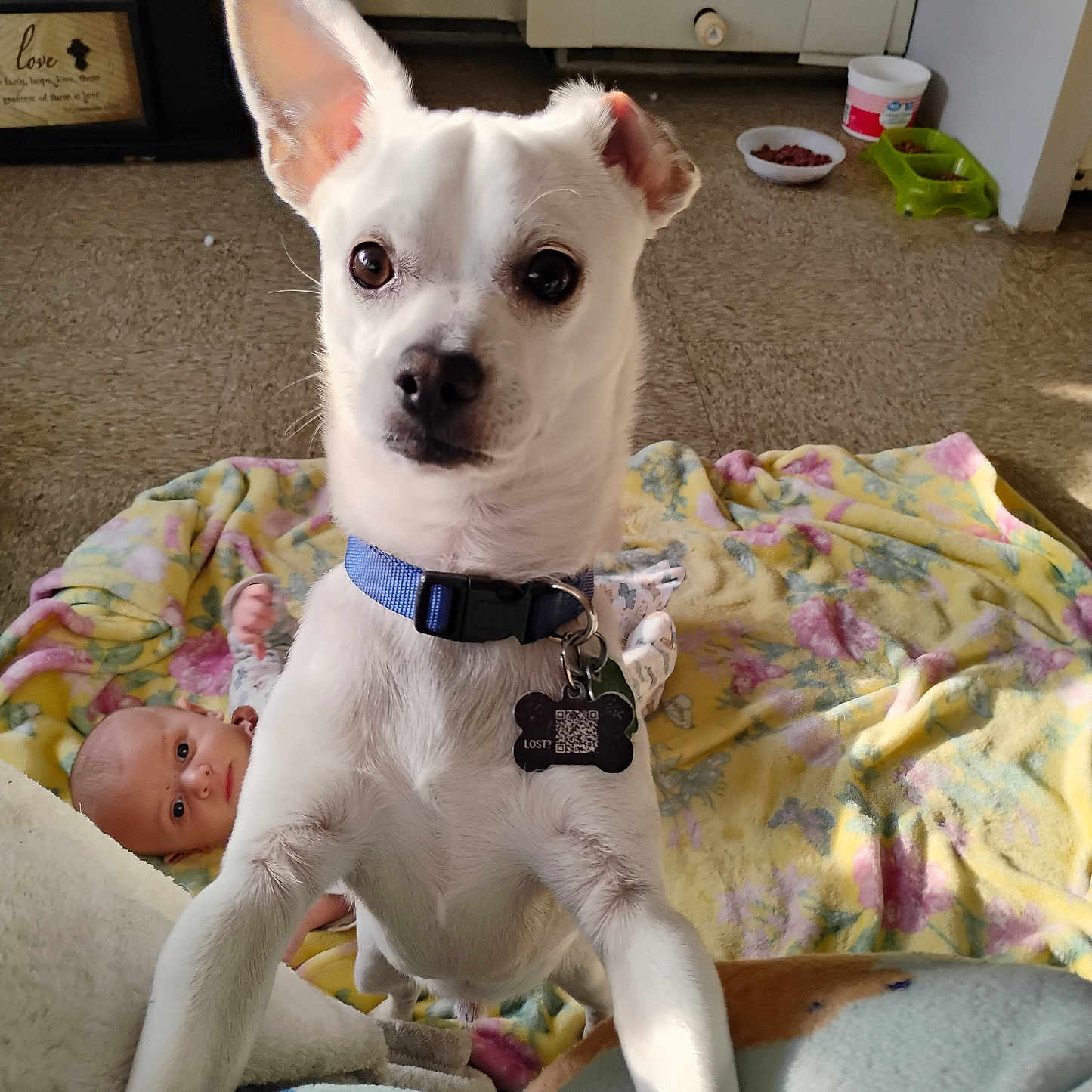 Lucky joined the competition — help win amazing prizes! animal, baby, baby_clothing, background, blanket, blue_collar, curious, dog, floor, flooring, food_bowl, home_decor, indoor, looking, lying_down, person, pet_collar, pet_tag, toy, white_dog