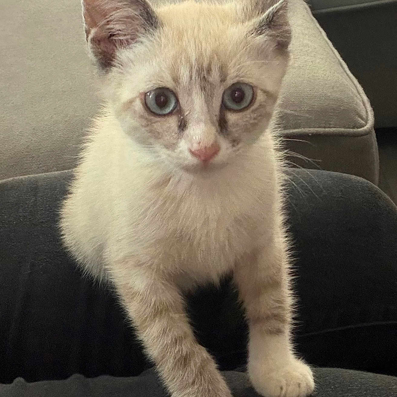 Buoy joined the competition — help win amazing prizes! animal, blue_eyes, cat, couch, curious, cute, domestic, ears, feline, fur, household, indoor, kitten, looking, paws, pet, sitting, small, whiskers, young