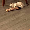 Buoy joined the competition — help win amazing prizes! kitten, cat, toy, giraffe_pattern, floor, wooden_floor, indoor, furniture, chair_legs, pet, animal, cute, small, lying_down, playful, young, domestic, cozy, resting, curious