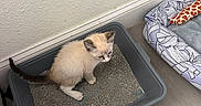 Buoy is registered to the contest to win money with this photo: kitten, cat, litter_box, pet_bed, toy, indoor, floor, wall, gray, white, brown, cream, small, young, animal, domestic, feline, texture, resting, corner
